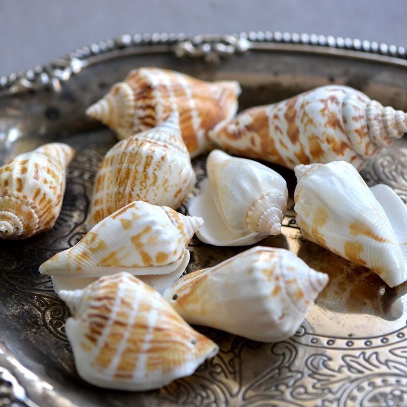 бусина из ракушки, "спираль", природные тона, 65-40x25-20 мм