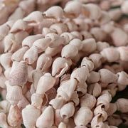 Бусина из ракушки, "Спираль", цвет кремовый, 5-8 мм, (уп. 5 г)