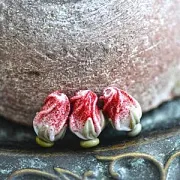 Бусина, Мурано "Розовый бутон", бело-красный, 15-16х10-11 мм